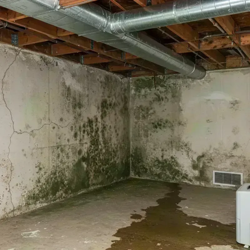 Professional Mold Removal in Edwardsville, KS